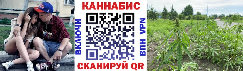 Купить где  Пучеж  Бошки Шишки планчик 